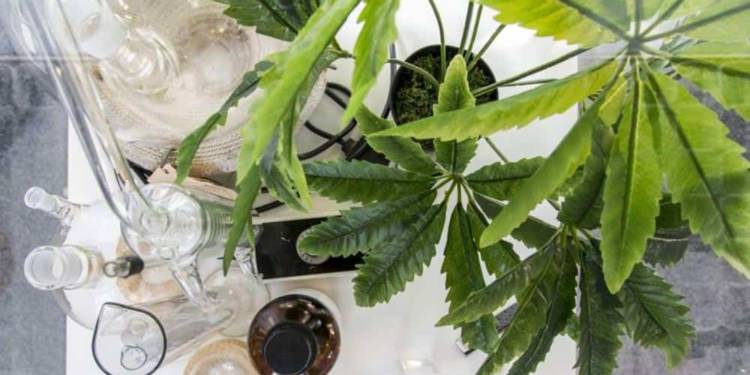 Eine Cannabispflanze mit unterschiedlichen Rauchutensilien
