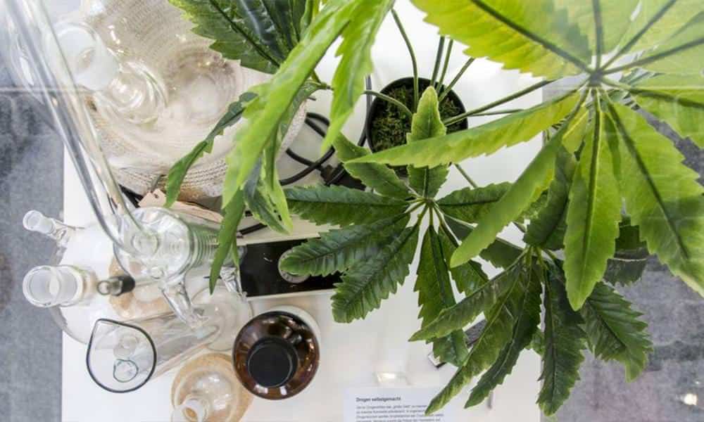 Eine Cannabispflanze mit unterschiedlichen Rauchutensilien