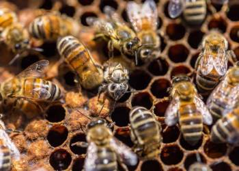 Nahaufnahme von Bienen