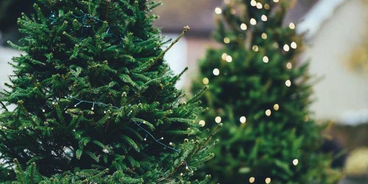 Ungeschmückter Weihnachtsbaum mit Beleuchtung