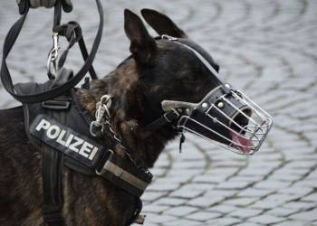 Polizeihund - © Pixabay