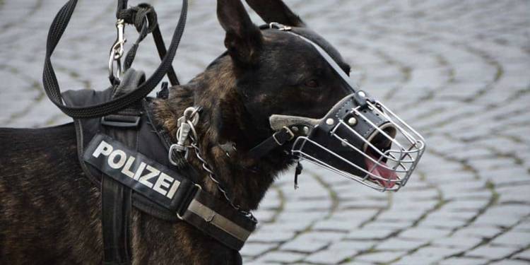 Polizeihund - © Pixabay