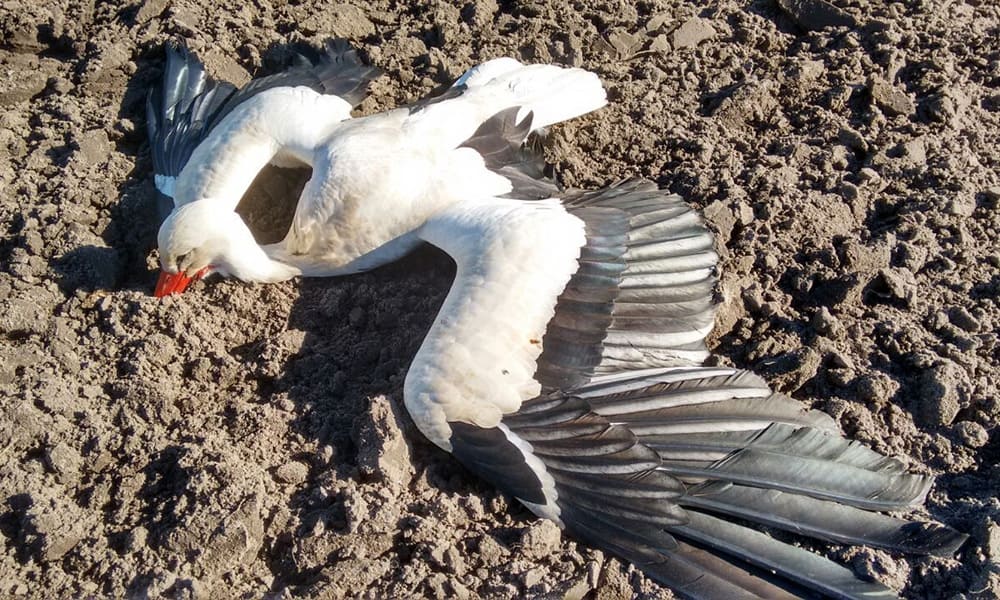 Der Weißstorch, der in Westerwiehe gefunden worden ist. - © Klaus Bender