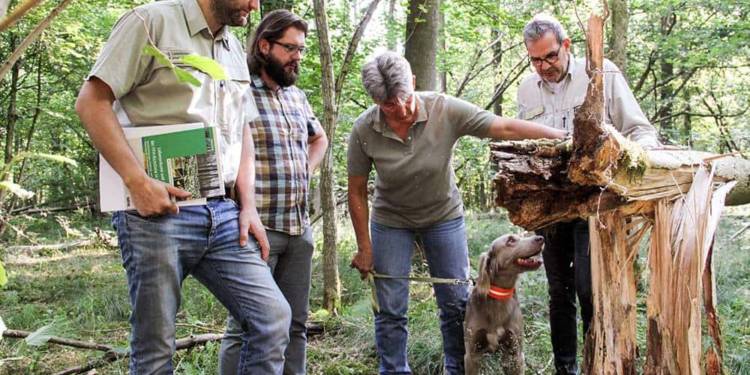 Begutachten eine gebrochene Esche im Bexter Wald (v.l.): Revierförster Christopher Kroos, Daniel Telaar, Fachgebietsleiter Naturschutz bei der Unteren Naturschutzbehörde des Kreises Lippe, Susanne Hoffmann, stellv. Leiterin der Forstabteilung des Landesverbandes Lippe, mit Hündin Gertje, und Dieter Kube, stellv. Fachgebietsleiter vom Landesbetrieb Wald und Holz. - © Landesverband Lippe