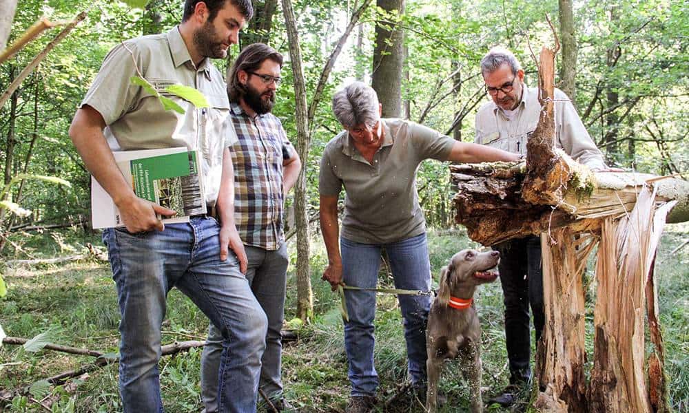 Begutachten eine gebrochene Esche im Bexter Wald (v.l.): Revierförster Christopher Kroos, Daniel Telaar, Fachgebietsleiter Naturschutz bei der Unteren Naturschutzbehörde des Kreises Lippe, Susanne Hoffmann, stellv. Leiterin der Forstabteilung des Landesverbandes Lippe, mit Hündin Gertje, und Dieter Kube, stellv. Fachgebietsleiter vom Landesbetrieb Wald und Holz. - © Landesverband Lippe