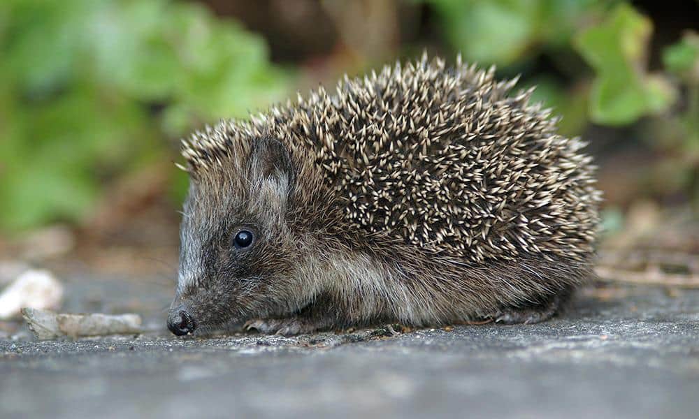 Igel - © Pixabay