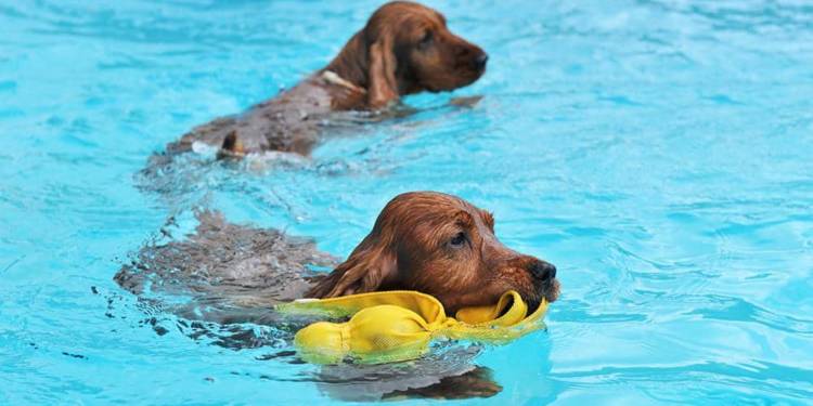 Hundeschwimmen - © Envato Elements
