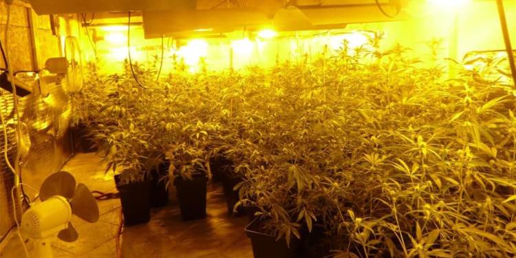 Plantage mit über 250 Marihuanapflanzen - © Polizei Löhne