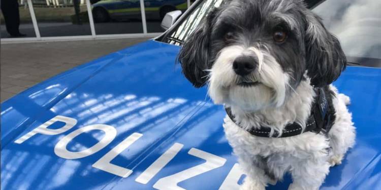 Opferschutzhund Summer der Polizei Gütersloh