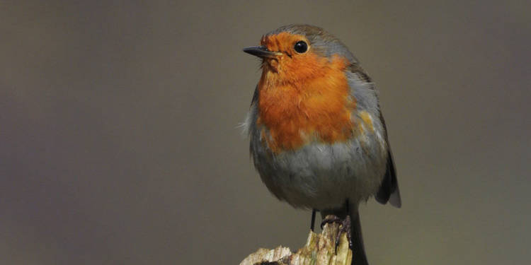 Rotkehlchen gehören zu den Vögeln, die sich Osterfeuerhaufen als Nester aussuchen. - © Kreis Gütersloh