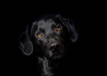 Hund, schwarz - © Pixabay