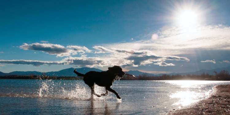 Hund spielt im See