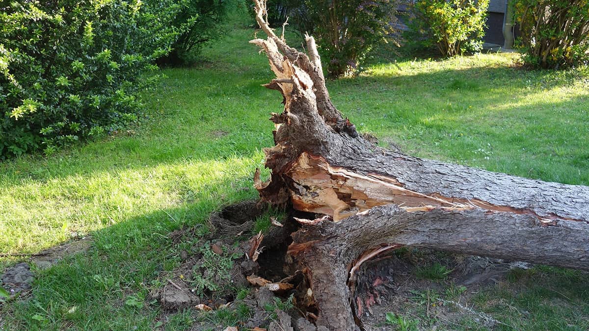 Sturm, Baum