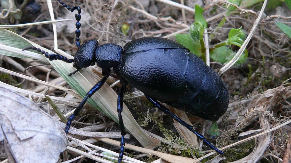 Schwarzblauer Ölkäfer gesucht