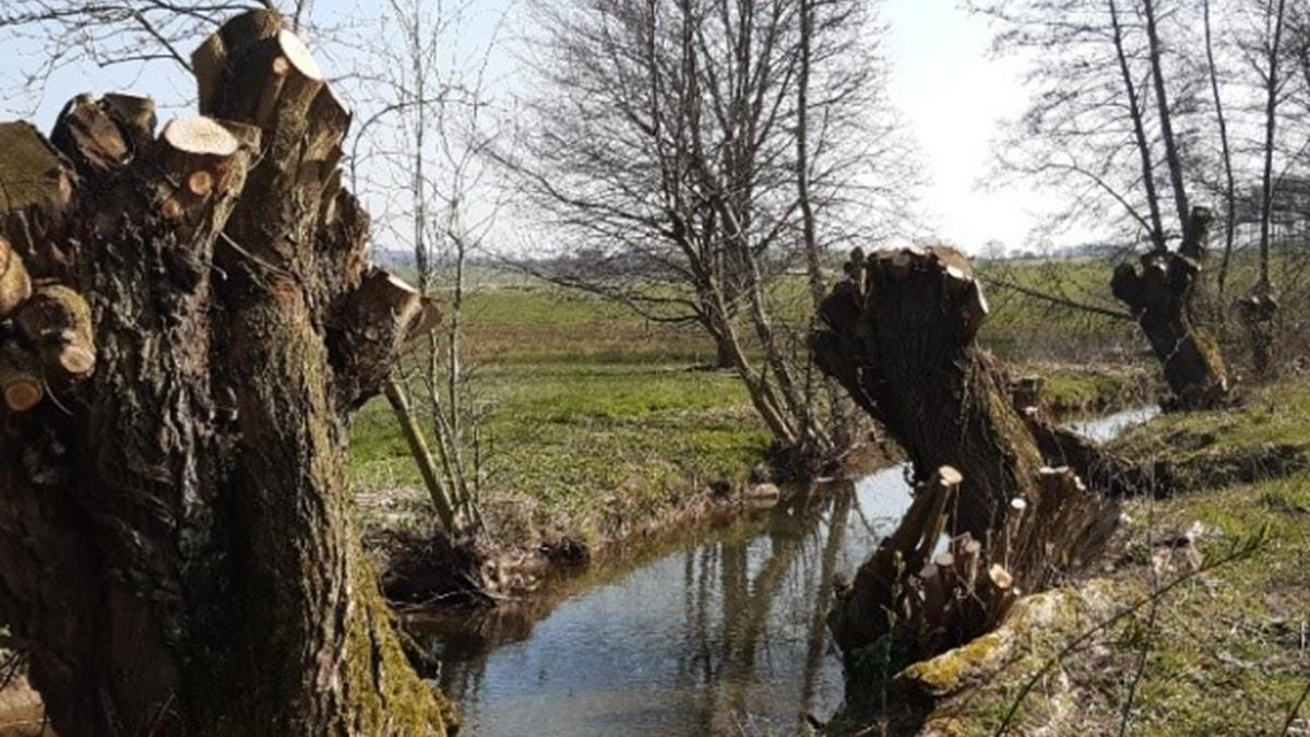 Geschnittene Kopfweide